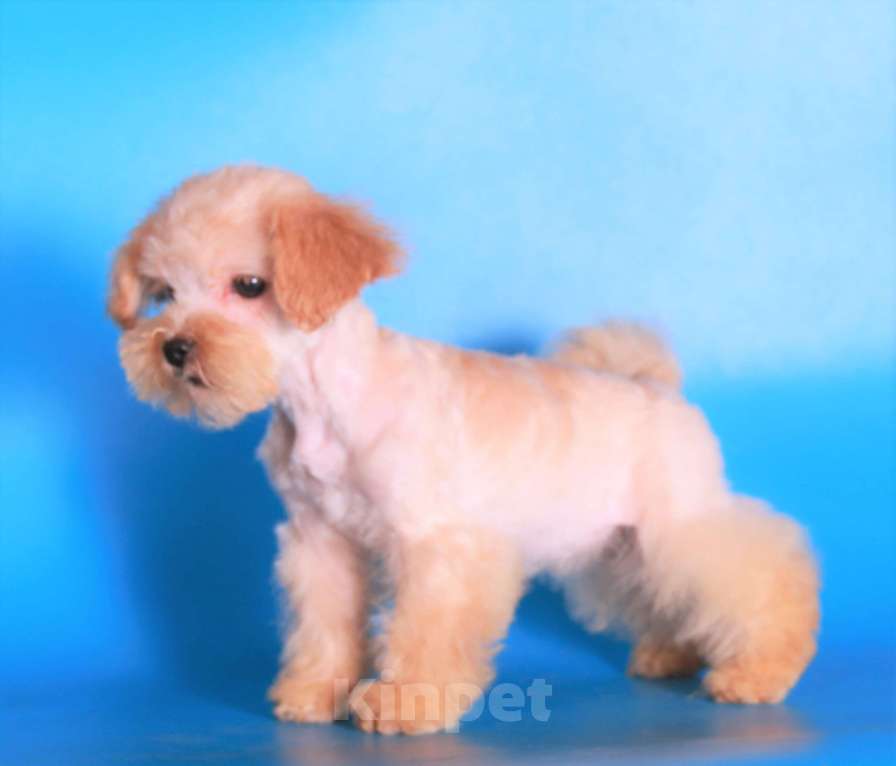 Собаки в Москве: мальтипу мини девочки бэби фейс Девочка, 130 000 руб. - фото 8