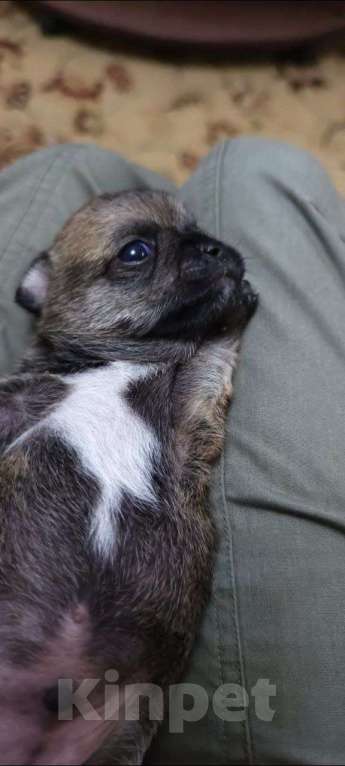 Собаки в Липецке: Продаю щенка чихуа (мальчик) Мальчик, 7 000 руб. - фото 3