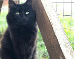 Кошки в Яхроме: Молодой котик Черныш. Мальчик, Бесплатно - фото 1