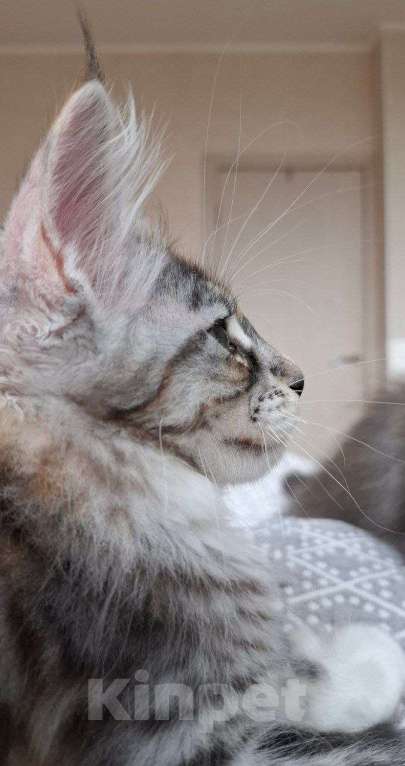 Кошки в Геленджике: Продаётся котёнок мейн-кун, девочка, редкий окрас fs 03 24, из питомника EdenLight (Геленджик) Девочка, 35 000 руб. - фото 8