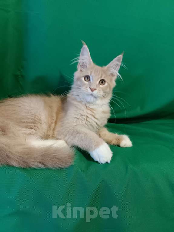 Кошки в других городах Владимирской области: Котик мейн кун Мальчик, 45 000 руб. - фото 3