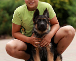 Собаки в Раменском: Шикарная девочка со стандартной шерстью  Девочка, 50 000 руб. - фото 2