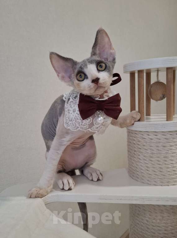 Кошки в Люберцах: Девочка девон-рекс  Девочка, 65 000 руб. - фото 5