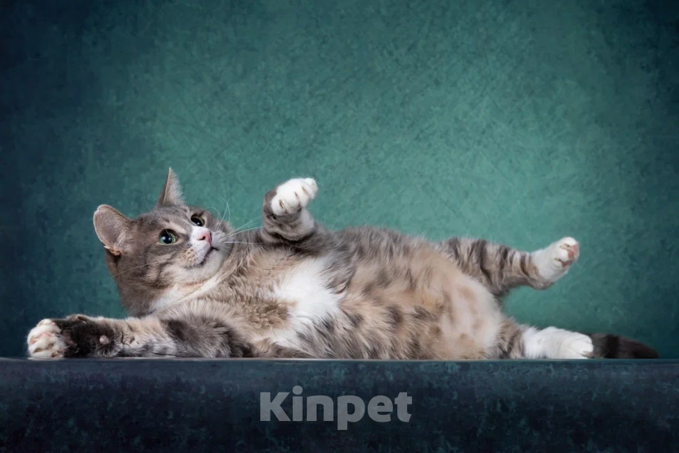 Кошки в Москве: Добрый котик Сергуня, в добрые руки Мальчик, Бесплатно - фото 6