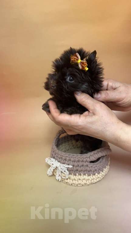 Собаки в Москве: Шоколадный Йорк мальчик Мальчик, Бесплатно - фото 4