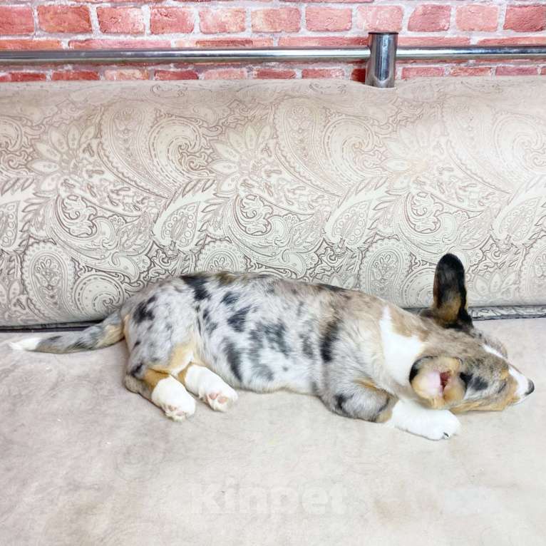 Собаки в Москве: Щенки вельш-корги кардиган Девочка, 40 000 руб. - фото 2