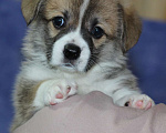 Собаки в Краснодаре: Щенок Корги Мальчик, 1 руб. - фото 2