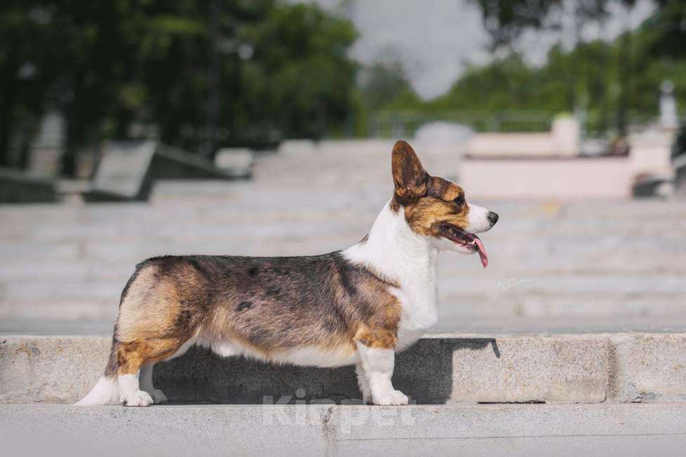Собаки в Новосибирске: Вязка вельш-корги гардиган Мальчик, 50 000 руб. - фото 3
