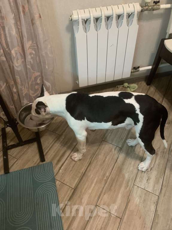 Собаки в Москве: Щенок амстаффа 8 месяцев  Мальчик, 1 000 руб. - фото 2
