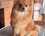 Собаки в Пушкино: Малый шпиц Мальчик, 5 000 руб. - фото 1