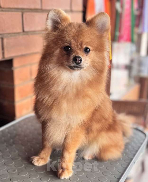 Собаки в Пушкино: Малый шпиц Мальчик, 5 000 руб. - фото 1