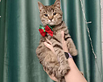 Кошки в Москве: Отдам котенка. Девочка, Бесплатно - фото 1