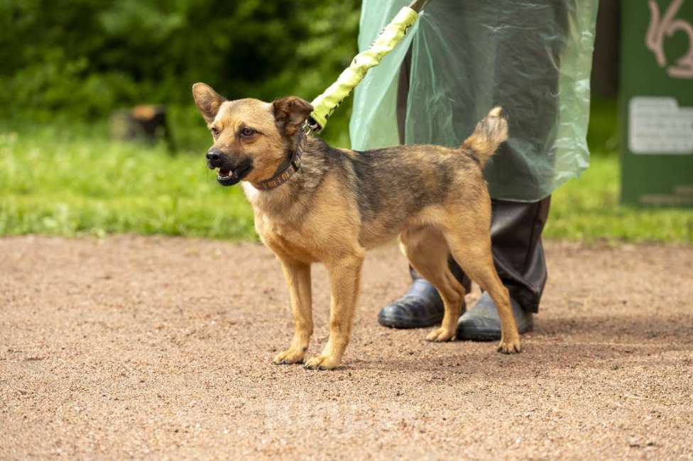 Собаки в Санкт-Петербурге: Маленький ласковый таксообразный пёсик Мальчик, Бесплатно - фото 6
