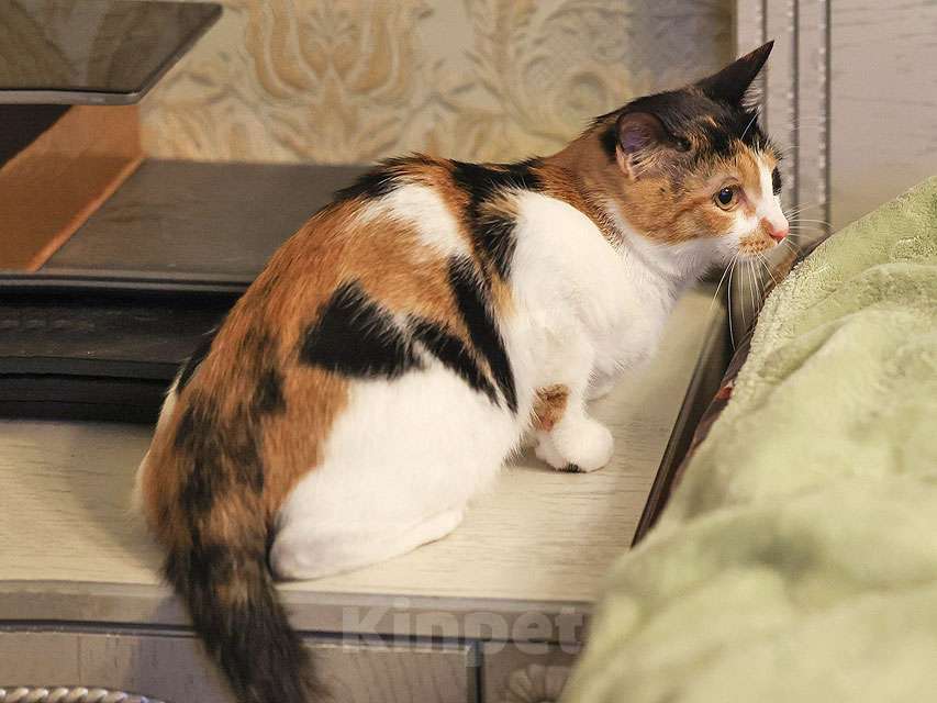 Кошки в Москве: Очаровательная трёхцветка Лора в поиске дома Девочка, 10 руб. - фото 9