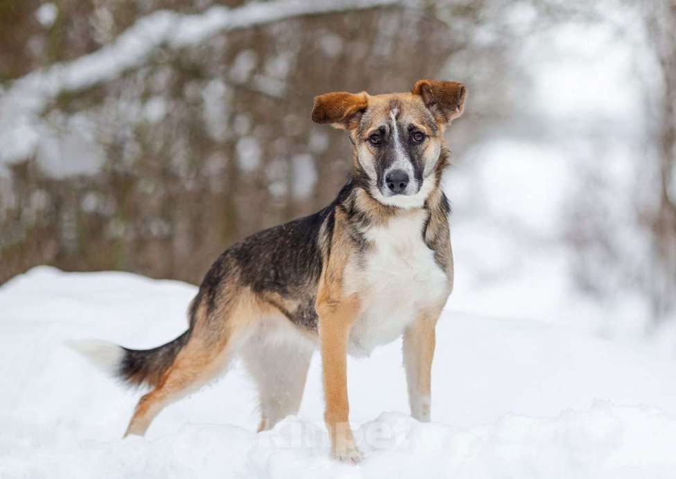 Собаки в Белоозёрском: ЛИНДИ (Далила) Девочка, 2 руб. - фото 1