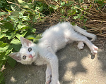 Кошки в Краснодаре: Котёнок в добрые руки бесплатно Девочка, Бесплатно - фото 1