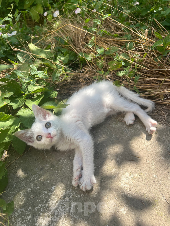 Кошки в Краснодаре: Котёнок в добрые руки бесплатно Девочка, Бесплатно - фото 1