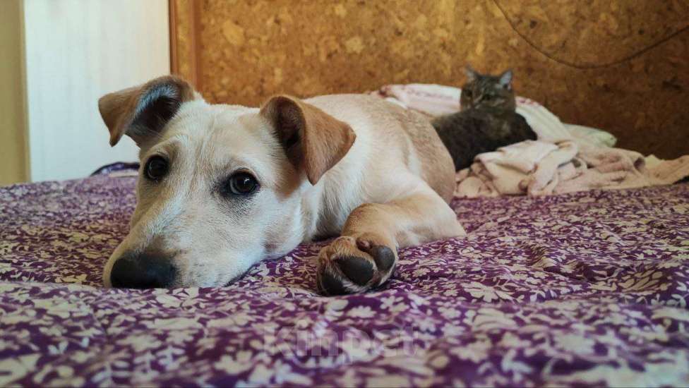 Собаки в Нижнем Новгороде: Ищет верного друга и хозяина  Девочка, 100 руб. - фото 2