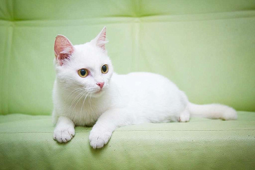 Объявление: Котик Марсик – белоснежный домашний оберег в добрые руки , Бесплатно, Москва