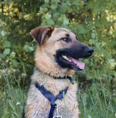 Собаки в Москве: Ари Девочка, Бесплатно - фото 3