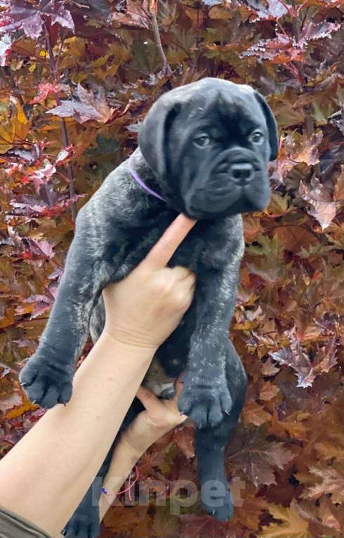 Собаки в других городах Московской области: Питомник бульмастифов Glorious Legacy  Мальчик, Бесплатно - фото 2