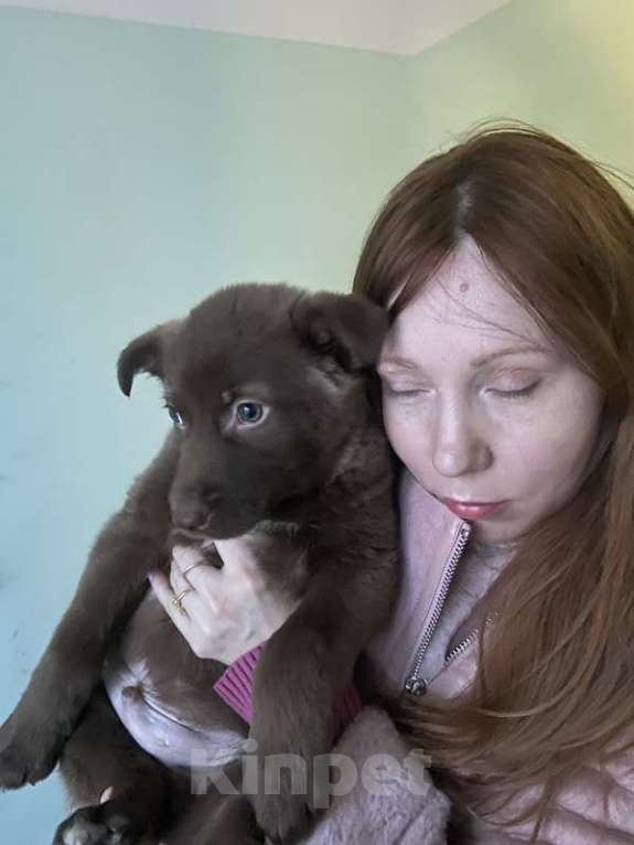 Собаки в Москве: Щенки от маленькой собачки: шоколадный и другие окрасы в дар Мальчик, 1 руб. - фото 3