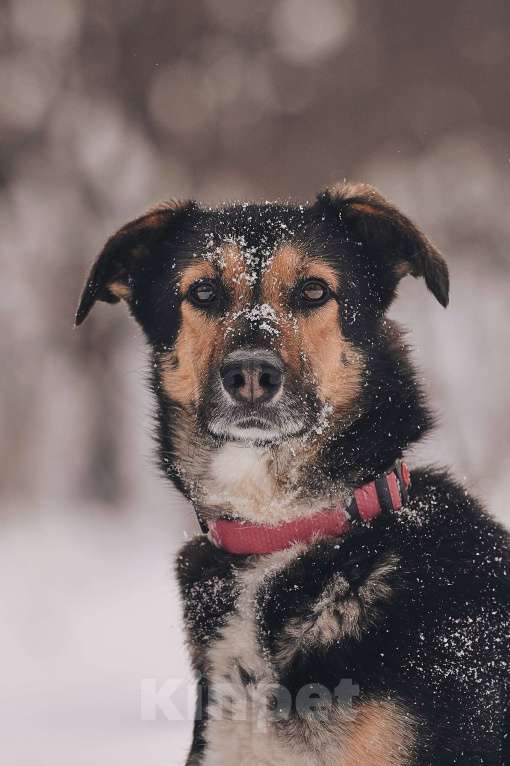 Собаки в Москве: Трогательная милашка Шаби в поиске любящих родителей! Девочка, Бесплатно - фото 2