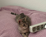 Кошки в Екатеринбурге: кошечка Девочка, Бесплатно - фото 1