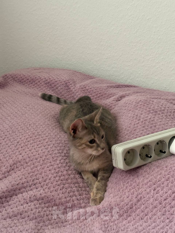 Кошки в Екатеринбурге: кошечка Девочка, Бесплатно - фото 1