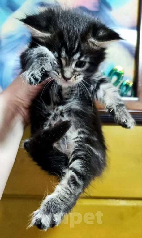 Кошки в других городах Ленинградской области: Мейн-кунок котенок (девочка) Девочка, 15 000 руб. - фото 3