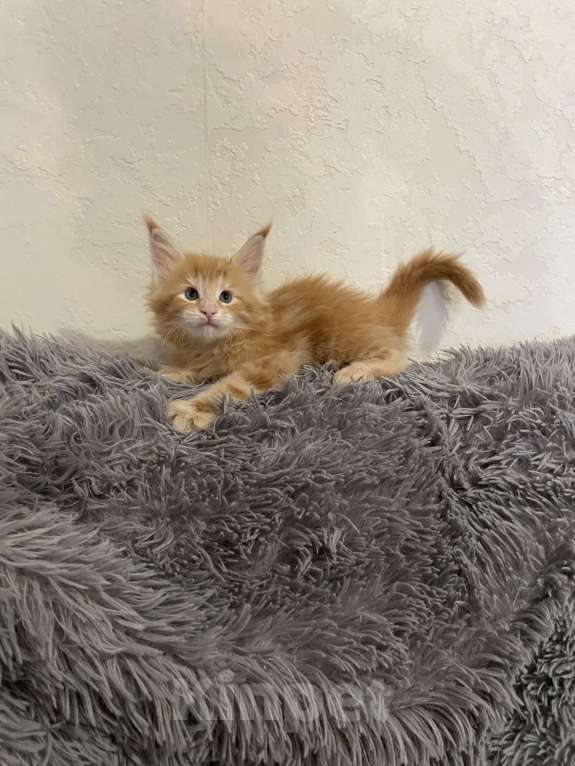 Кошки в Магнитогорске: Продажа котят Девочка, 13 000 руб. - фото 2