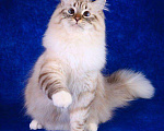 Кошки в Астрахани: Породистые котята, 40 000 руб. - фото 4