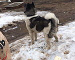 Собаки в Казани: Акита Американский на вязку, 1 руб. - фото 4