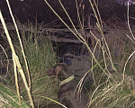 Собаки в Майкопе: Курцхаар Вязка, 5 000 руб. - фото 1