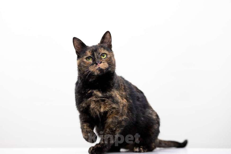 Кошки в Москве: кошка Ульяна Девочка, Бесплатно - фото 2