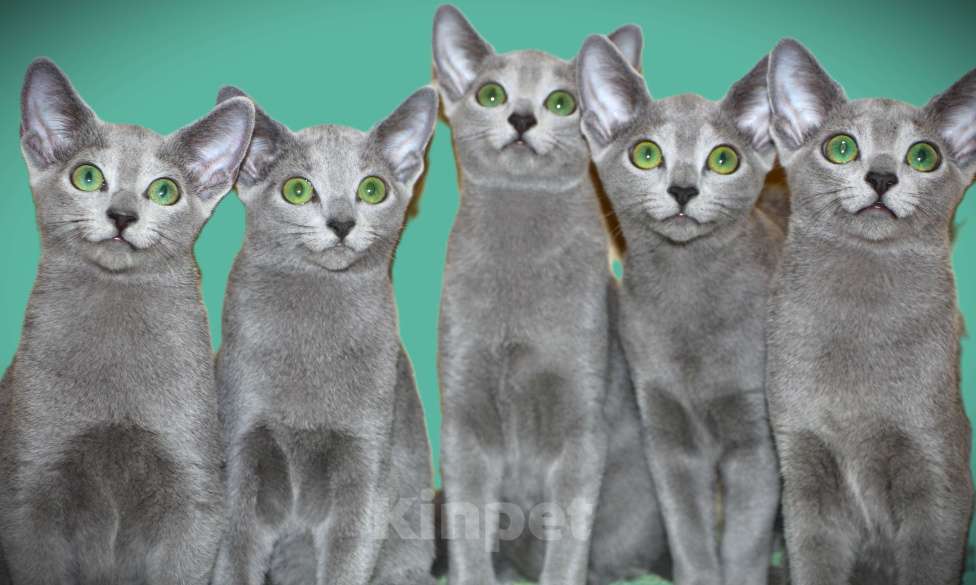 Кошки в Калининграде: Русский голубой котёнок с европейской родословной Девочка, 70 000 руб. - фото 2