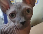 Кошки в Люберцах: СРОЧНО ИЩЕТ ДОМ НЕЖНАЯ НИКСИ! Девочка, Бесплатно - фото 1