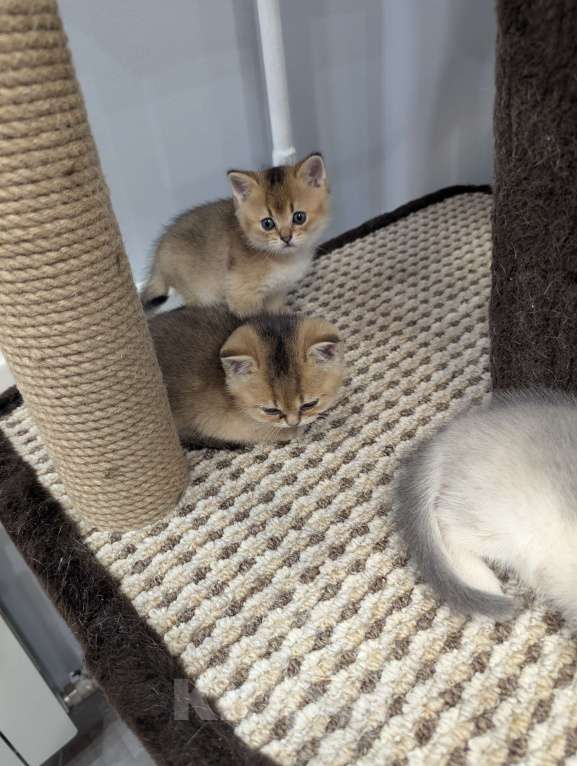 Кошки в Подольске: Котята Разнополые, Бесплатно - фото 6