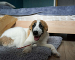 Собаки в Москве: Редкого окраса щенок Тимон ищет дом Мальчик, 10 руб. - фото 6