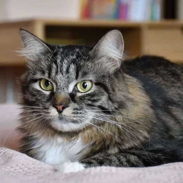 Кошки в Москве: Больше года Рыся томится на передержке без единого отклика  Девочка, Бесплатно - фото 5