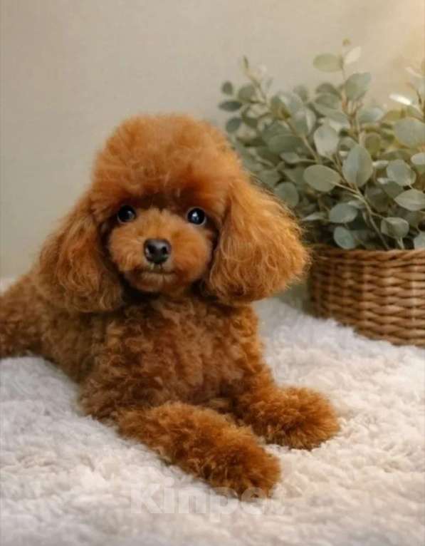 Собаки в Воронеже: Той пудель Девочка, Бесплатно - фото 2