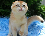 Кошки в Волгодонске: Котёнок Девочка, 10 000 руб. - фото 1