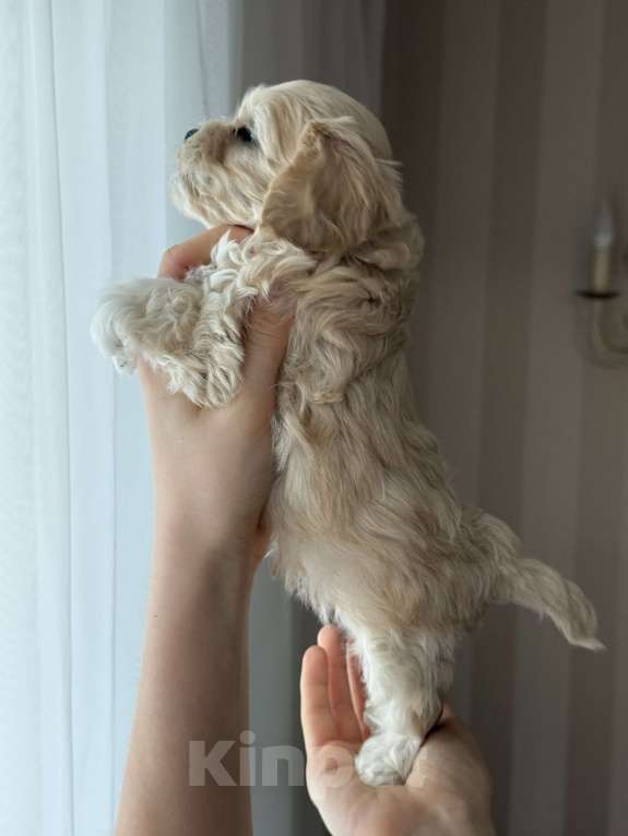 Собаки в Москве: Щенки мальтипу Девочка, 60 000 руб. - фото 9