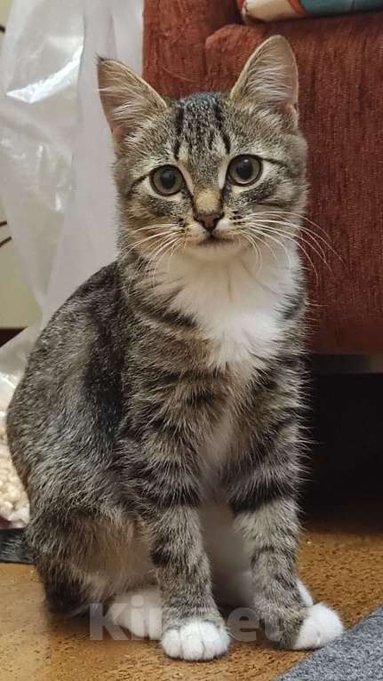 Кошки в Москве: Примите в семью замечательного спасенного котенка! Девочка, Бесплатно - фото 1