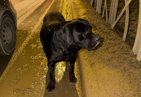 Найдена собака лобрадор,город Ставрополь росийских проспект глаза все в слезах видно домашняя 