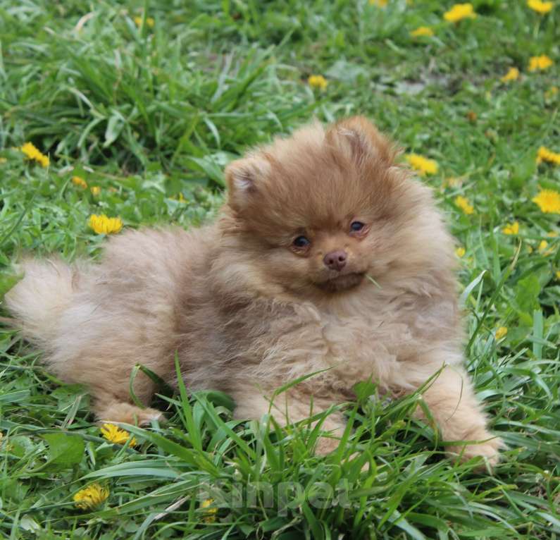 Собаки в Москве: мальчик кофе с молоком Мальчик, 15 000 руб. - фото 3