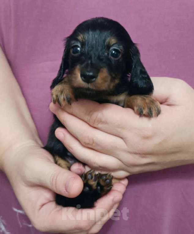 Собаки в Санкт-Петербурге: Кроличья длш мини такса Девочка, Бесплатно - фото 1