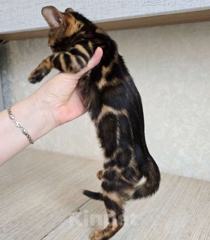 Кошки в Москве: Клубные бенгальские котята Мальчик, 65 000 руб. - фото 2