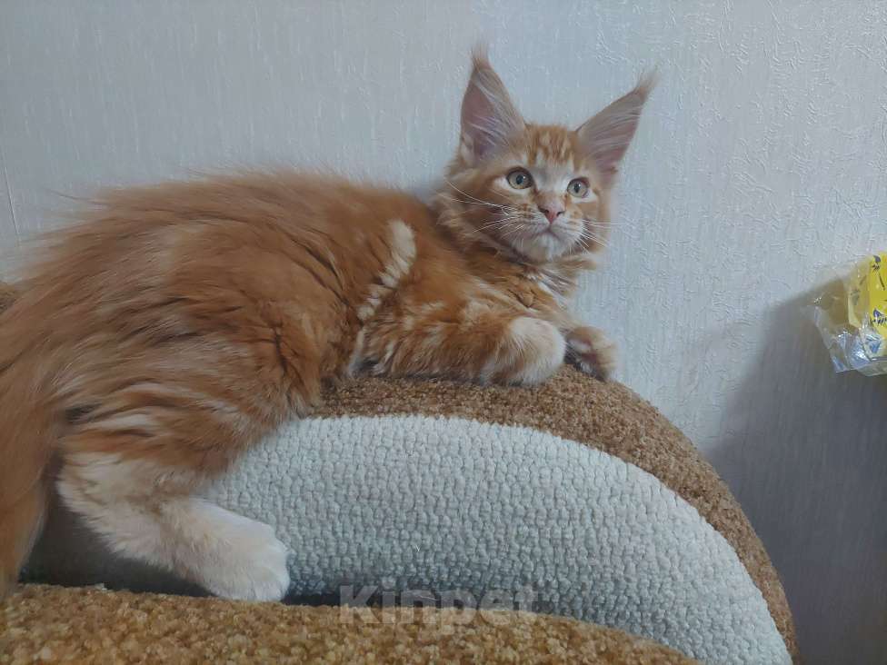 Кошки в Санкт-Петербурге: мейн-кун котёнок Девочка, 20 000 руб. - фото 4