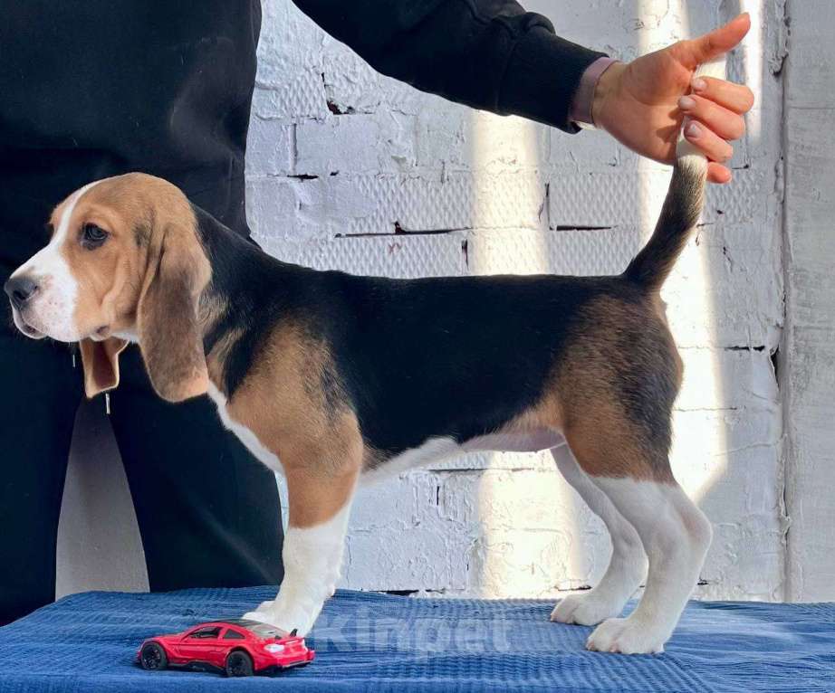 Собаки в Уфе: Щенки породы бигль Мальчик, 40 000 руб. - фото 3